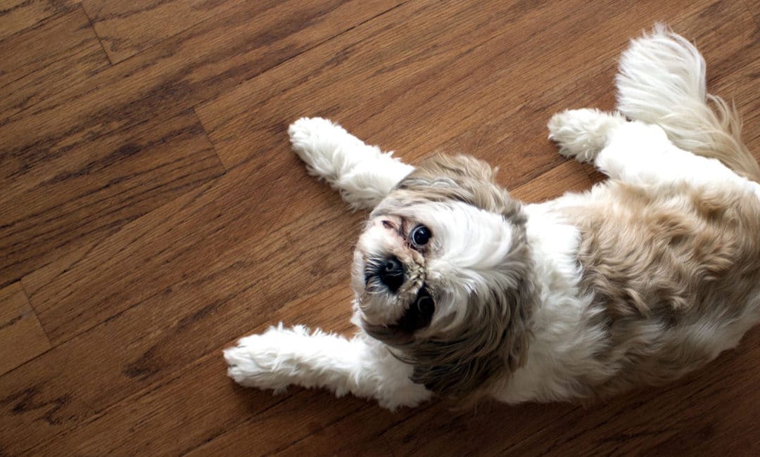 What Type of Flooring Should You Buy If You Have Pets?