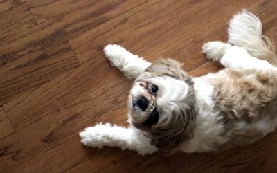 What Type of Flooring Should You Buy If You Have Pets?