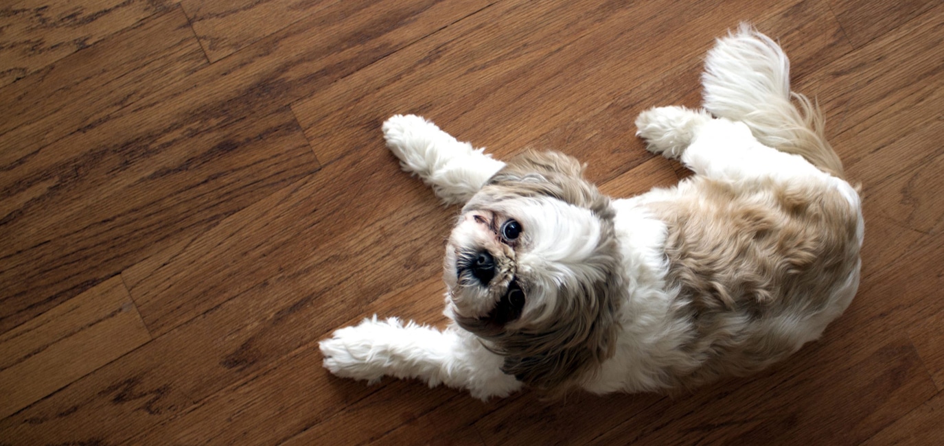 Hardwood flooring for pets