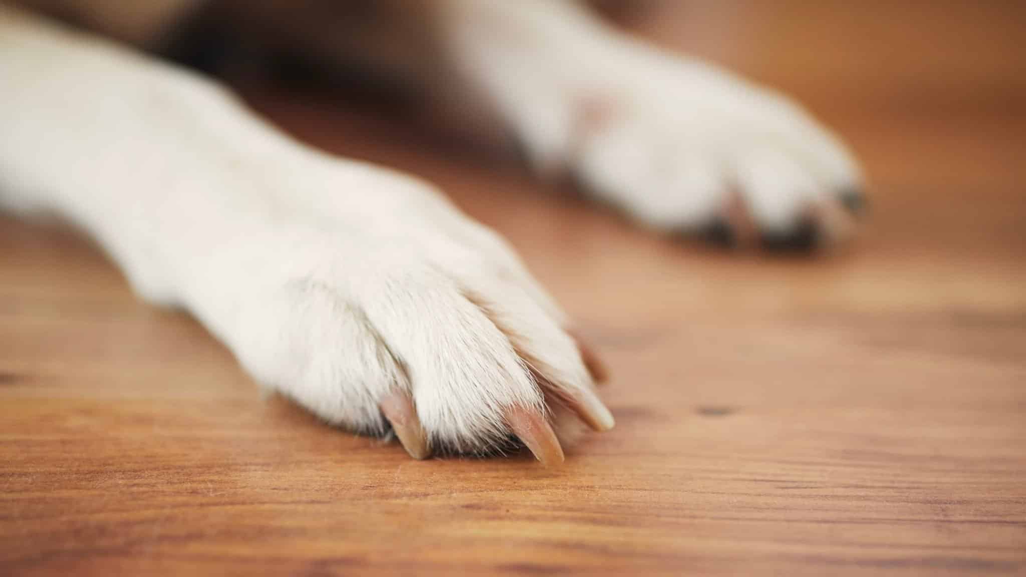 Waterproof hardwood dog nails