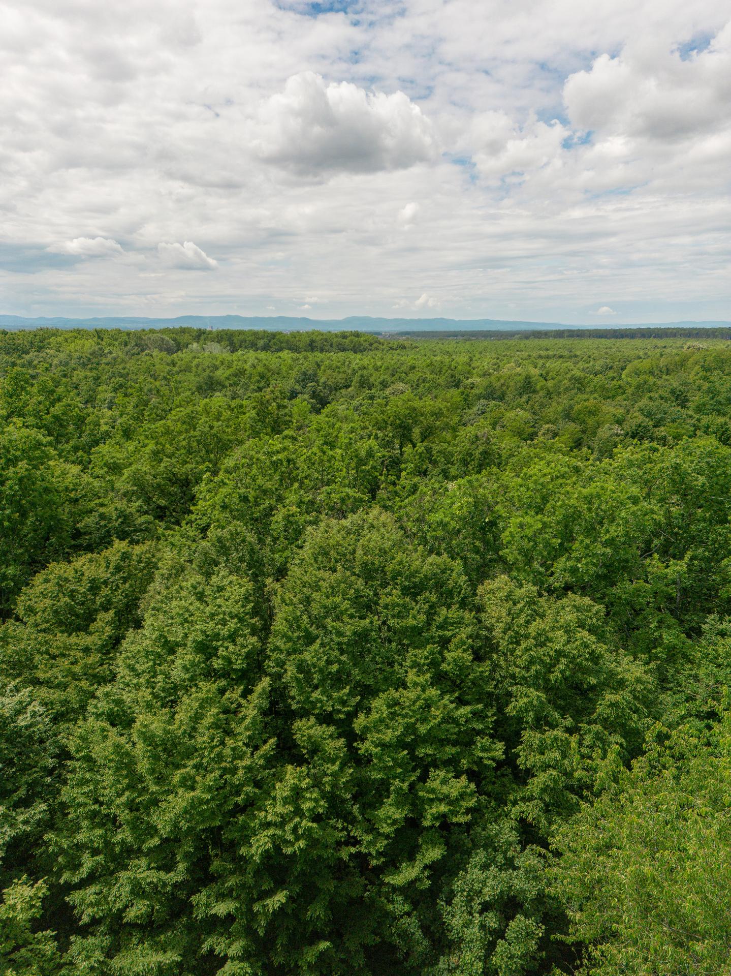 Bjelin About Page Forest
