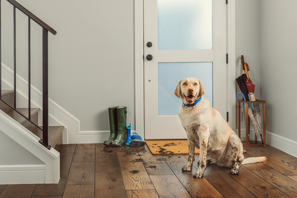 floor care and maintenance, a dog with dirty paws
